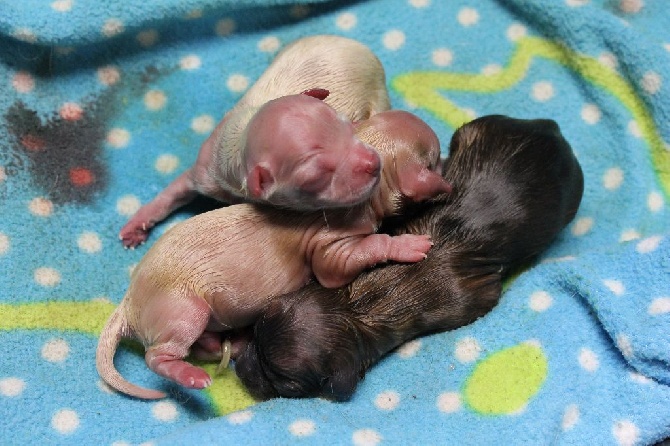 Des bébés souvenir de cheyenne sont nés a la maison